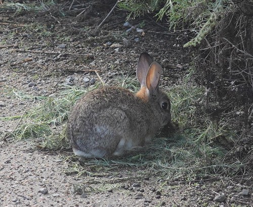 iNaturalist observation photo of Desert Cottontail