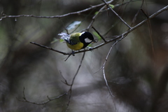 Parus monticolus