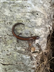 Plethodon cinereus image