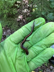 Plethodon cinereus image