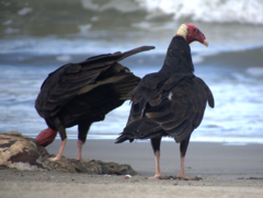 Turkey Vulture photo 5