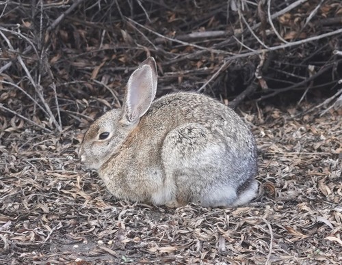 iNaturalist observation photo of Desert Cottontail
