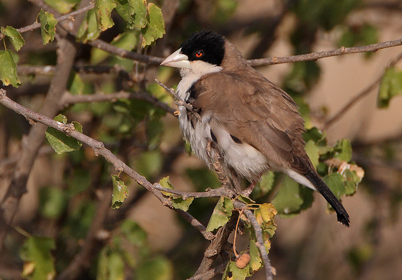 Black-Capped Social Weaver