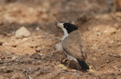Black-Capped Social Weaver photo 4