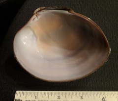 Megapitaria squalida