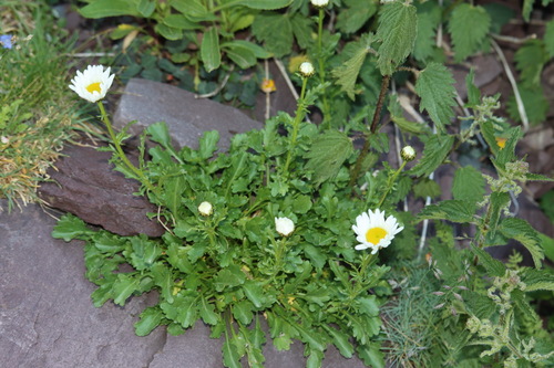 Ox-eye daisy (Leucanthemum gaudinii)