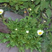 Leucanthemum gaudinii - Photo (c) erreuzeta, osa oikeuksista pidätetään (CC BY-NC)