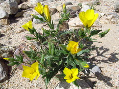 Mentzelia eremophila