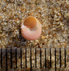 Cantharidus dilatatus