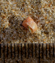 Cantharidus dilatatus