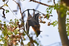 Pteropus giganteus