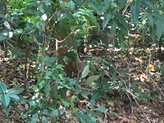 Macaca fascicularis philippensis