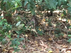 Macaca fascicularis philippensis