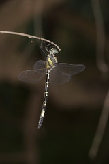 Parasynthemis regina