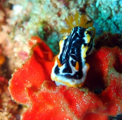 Chromodoris africana