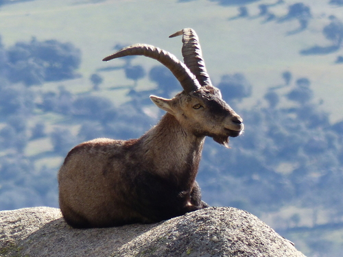 Parque Regional de la Sierra de Gredos Check List · iNaturalist