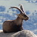 Iberian Ibex - Photo (c) Benjamín Núñez González, some rights reserved (CC BY-SA)