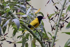 Oriolus xanthornus