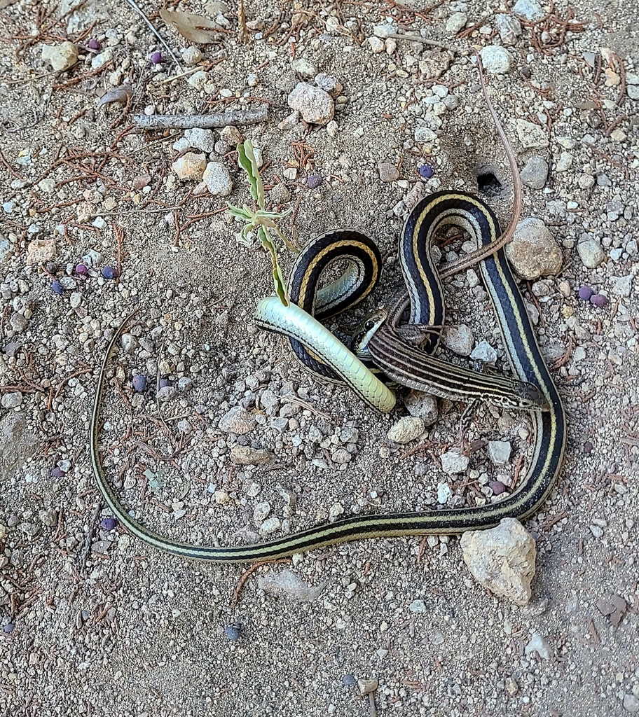 Texas Patch-nosed Snake From Friends Of Friedrich Wilderness, San ...