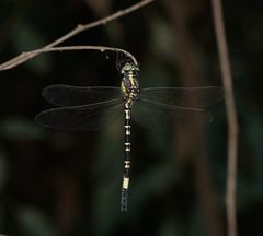 Parasynthemis regina