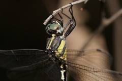 Parasynthemis regina