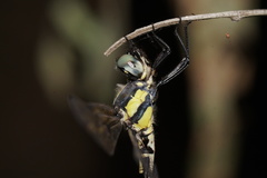 Parasynthemis regina