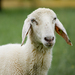 Domestic Sheep - Photo (c) Richard Bartz, some rights reserved (CC BY-SA)