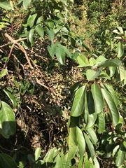 Daphniphyllum calycinum