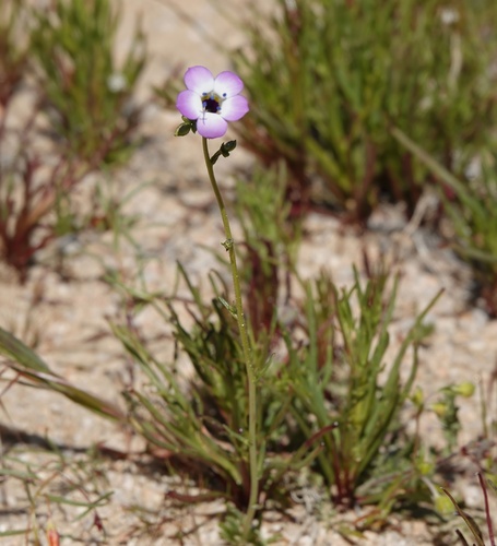 Image of Gilia latiflora by (c) nmoorhatch, some rights reserved (CC BY)