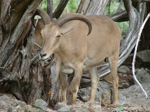 Aoudad