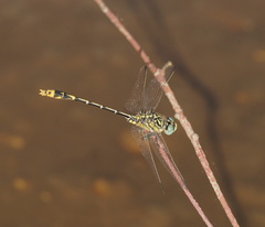 Austrogomphus australis