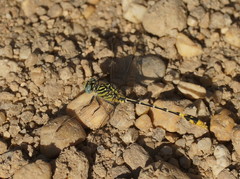 Austrogomphus australis