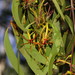 Muellerina eucalyptoides - Photo (c) Reiner Richter, algunos derechos reservados (CC BY-NC-SA), subido por Reiner Richter