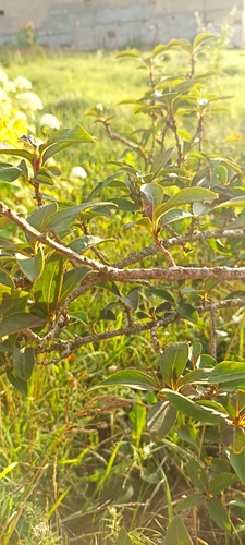 Image of Betula humilis by (c) Sofy Zuyenak, some rights reserved (CC BY)