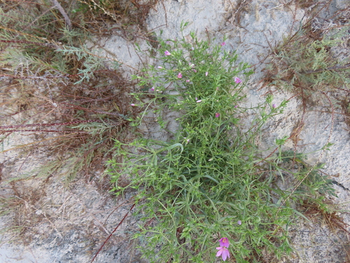 Image of Zeltnera namatophila by (c) Mila C., some rights reserved (CC BY)