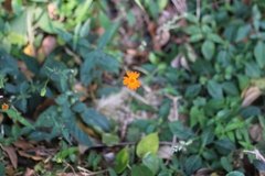 Comaclinium montanum