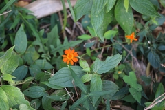 Comaclinium montanum