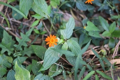 Comaclinium montanum