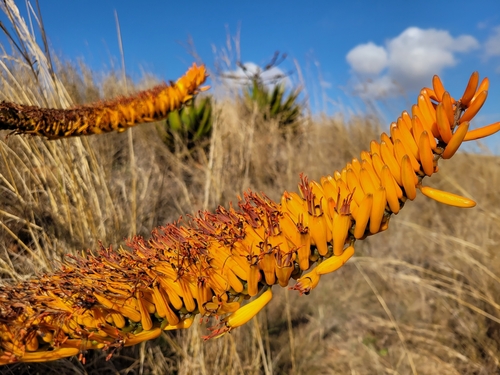 Pachidendron marlothii (= Aloe marlothii) 3