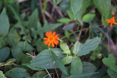 Comaclinium montanum