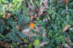 Comaclinium montanum