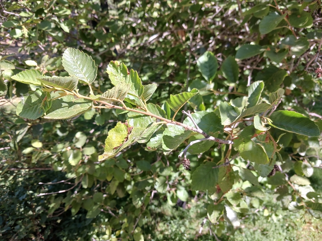 alders from Joseph, OR 97846, USA on August 2, 2023 at 0944 AM by Sean