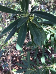 Daphne pseudomezereum
