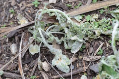 Golovinomyces fischeri