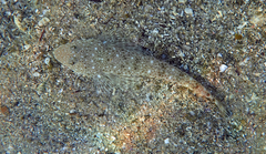 Platycephalus caeruleopunctatus