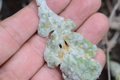 Golovinomyces fischeri