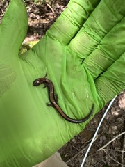 Plethodon cinereus image