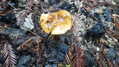 Pholiota brunnescens