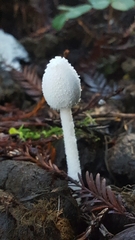 Coprinopsis nivea