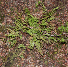 Lindsaea trichomanoides